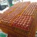 How European Union Support Helped Transform Pristine Foods Ltd into Uganda’s Leading Egg Processing Company