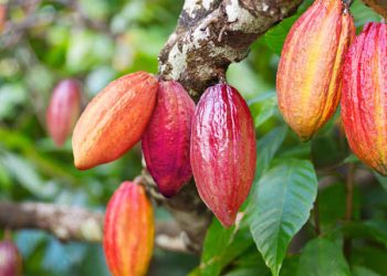 How Pearl Bank Is Driving Uganda’s Shift from Subsistence to Commercial Farming