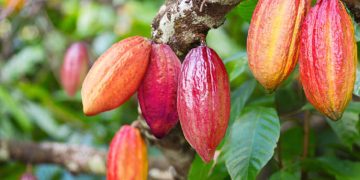 How Pearl Bank Is Driving Uganda’s Shift from Subsistence to Commercial Farming