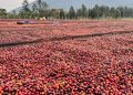 Uganda’s Coffee Export Earnings Hit US$2.3 Billion as Annual Shipments Rise 16%
