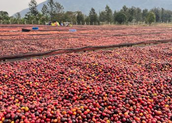 Uganda’s Coffee Export Earnings Hit US$2.3 Billion as Annual Shipments Rise 16%