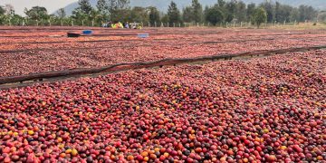 Uganda’s Coffee Export Earnings Hit US$2.3 Billion as Annual Shipments Rise 16%