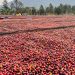 Uganda’s Coffee Export Earnings Hit US$2.3 Billion as Annual Shipments Rise 16%