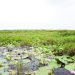 Police Recover Body Of Businessman in Swap
