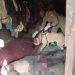 Police dog ‘King’ tracks down murder suspect in Kween district