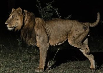 The lion they thought would die… kept rewriting his own ending