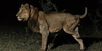 The lion they thought would die… kept rewriting his own ending