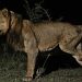 The lion they thought would die… kept rewriting his own ending
