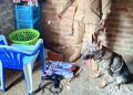 Police dog trail leads police to suspected burglary hideout as stolen property recovered in Bugiri