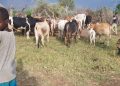Security forces recover stolen livestock after armed cattle raid in Northeastern Uganda