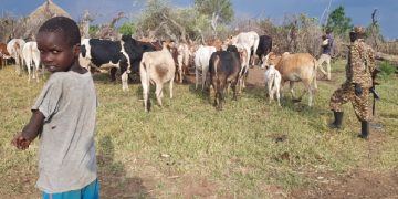 Security forces recover stolen livestock after armed cattle raid in Northeastern Uganda