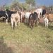 Security forces recover stolen livestock after armed cattle raid in Northeastern Uganda