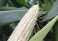 Op-Ed : The Science of High-Yield Maize: How Balanced Nutrition and Yara Solutions Drive Better Harvests