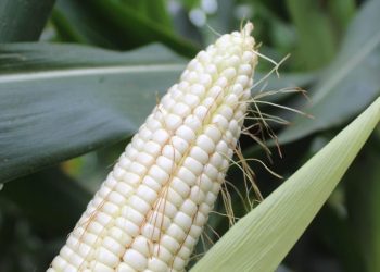 Op-Ed : The Science of High-Yield Maize: How Balanced Nutrition and Yara Solutions Drive Better Harvests