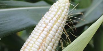 Op-Ed : The Science of High-Yield Maize: How Balanced Nutrition and Yara Solutions Drive Better Harvests