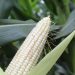 Op-Ed : The Science of High-Yield Maize: How Balanced Nutrition and Yara Solutions Drive Better Harvests