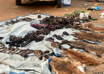 Uganda police arrest 22 over suspected wildlife trafficking