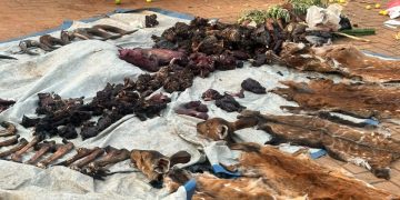 Uganda police arrest 22 over suspected wildlife trafficking