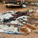 Uganda police arrest 22 over suspected wildlife trafficking