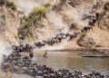 Poaching, habitat loss threaten one of Africa’s largest wildlife migrations
