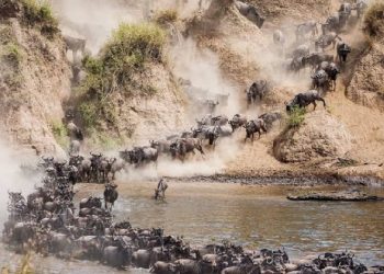 Poaching, habitat loss threaten one of Africa’s largest wildlife migrations