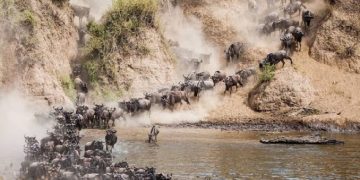 Poaching, habitat loss threaten one of Africa’s largest wildlife migrations