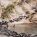 Poaching, habitat loss threaten one of Africa’s largest wildlife migrations