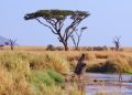 Tanzania-Germany partnership puts communities at heart of Serengeti conservation