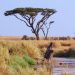 Tanzania-Germany partnership puts communities at heart of Serengeti conservation