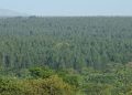 Africa seeks to turn carbon markets into a new source of climate finance
