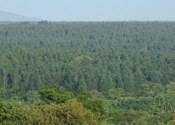 Africa seeks to turn carbon markets into a new source of climate finance