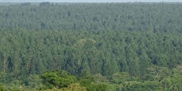 Africa seeks to turn carbon markets into a new source of climate finance