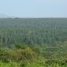 Africa seeks to turn carbon markets into a new source of climate finance