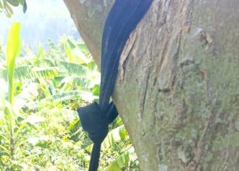 Woman 53, Dies by Suicide in Kanungu