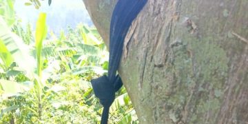 Woman 53, Dies by Suicide in Kanungu