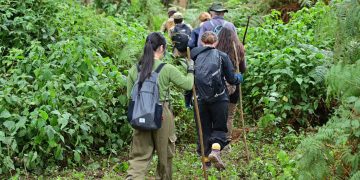 Gorillas, jobs and billions: How Uganda’s mountain gorillas are transforming communities around Bwindi