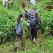 Gorillas, jobs and billions: How Uganda’s mountain gorillas are transforming communities around Bwindi