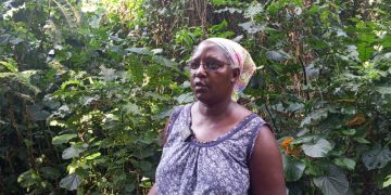How Agroforestry Is Helping Rwenzori Farmers Cope With Climate Change.