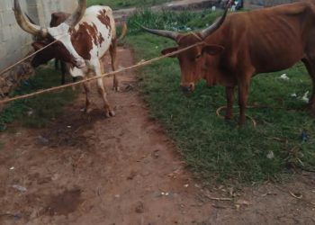 Police recover suspected stolen cattle, four arrested