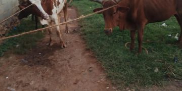 Police recover suspected stolen cattle, four arrested