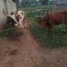 Police recover suspected stolen cattle, four arrested