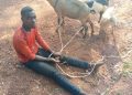 Police arrest 18-year-old with three suspected stolen goats