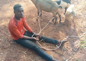 Police arrest 18-year-old with three suspected stolen goats