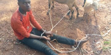 Police arrest 18-year-old with three suspected stolen goats