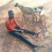 Police arrest 18-year-old with three suspected stolen goats