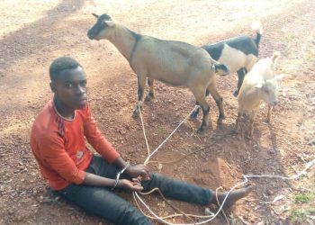 Police Arrest 18-Year-Old With Three Suspected Stolen Goats