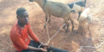 Police Arrest 18-Year-Old With Three Suspected Stolen Goats