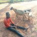 Police Arrest 18-Year-Old With Three Suspected Stolen Goats