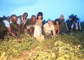 ADRA’s grow together Project Empowers 500 Farmers to Improve Food Security in Kyaka II