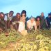 ADRA’s grow together Project Empowers 500 Farmers to Improve Food Security in Kyaka II